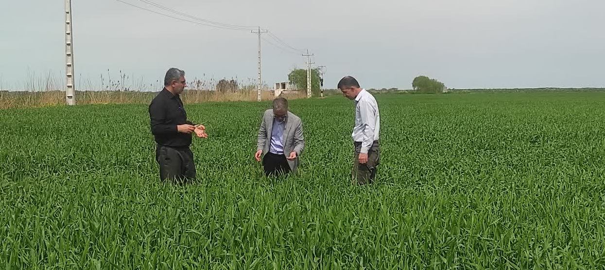 تولید ۱۶۰۰ تن بذر گندم گواهی‌شده در سه رقم پربازده؛ سنگری دیگر در جهاد خوداتکایی